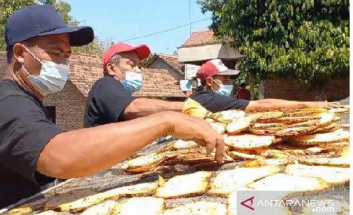Harga Porang Anjlok, Petani di Madiun Jual Hasil Panen dalam Bentuk Chips